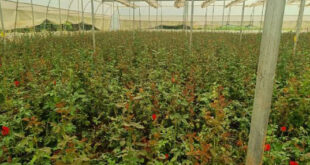 खेतों में अब सिर्फ धान नहीं, खुशबू भी उग रही है : छत्तीसगढ़ में पुष्प खेती से बदल रही किसानों की तकदीर…..