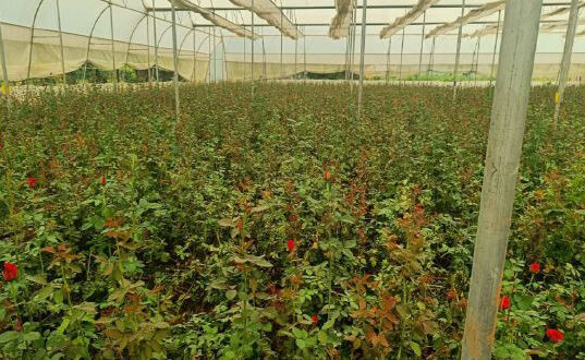 खेतों में अब सिर्फ धान नहीं, खुशबू भी उग रही है : छत्तीसगढ़ में पुष्प खेती से बदल रही किसानों की तकदीर…..